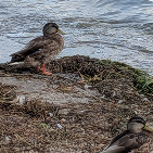 A Photo of a sandy shore into Lake Monona with two ducks standing and looking into the the water from the sand 